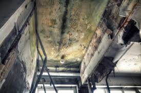 Trusted West Carson, CA Mold Inspection Experts